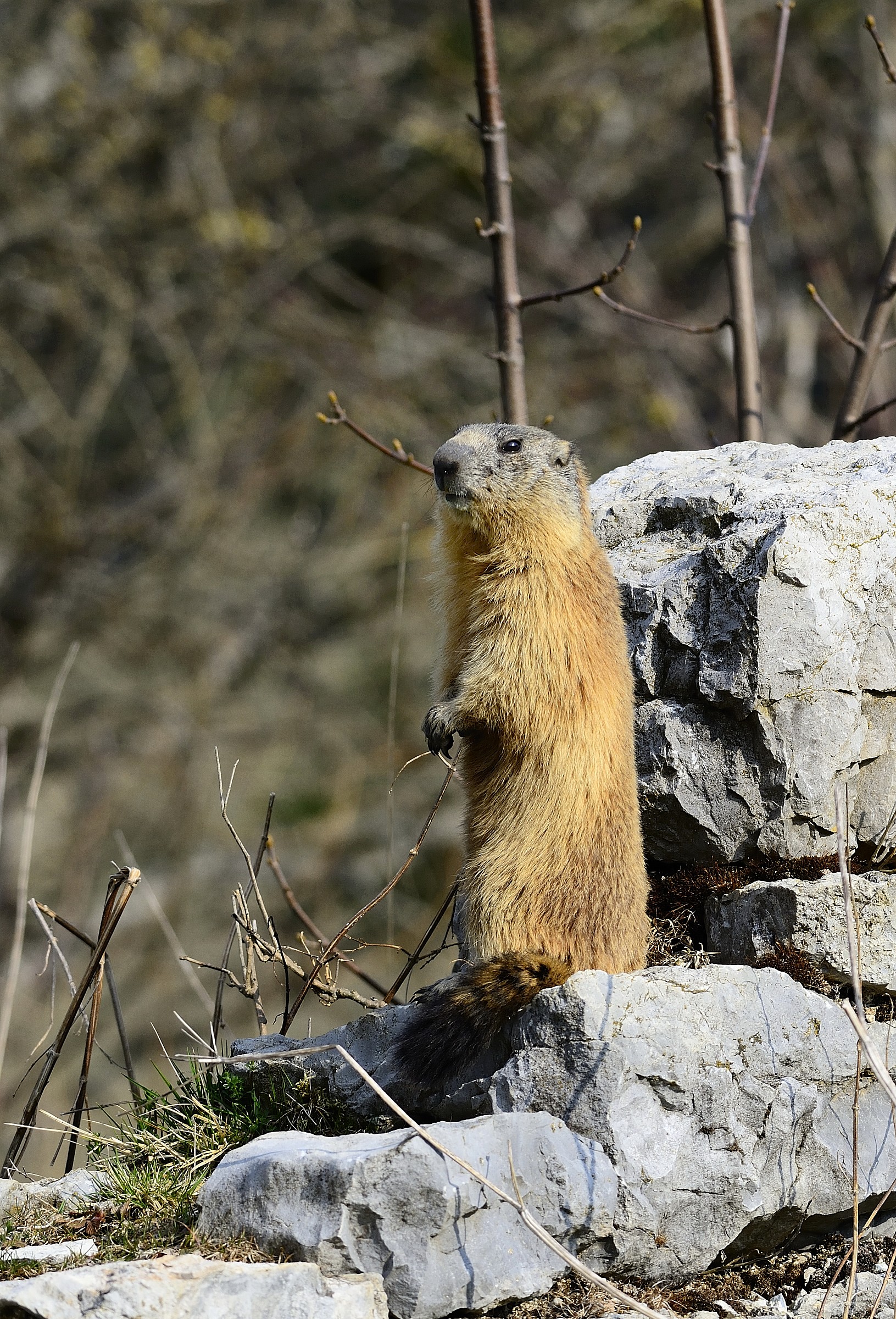 marmotta