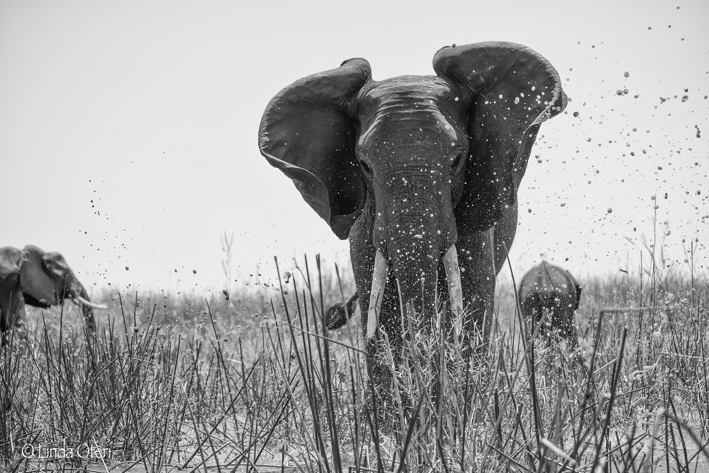 In canoa sullo Zambesi