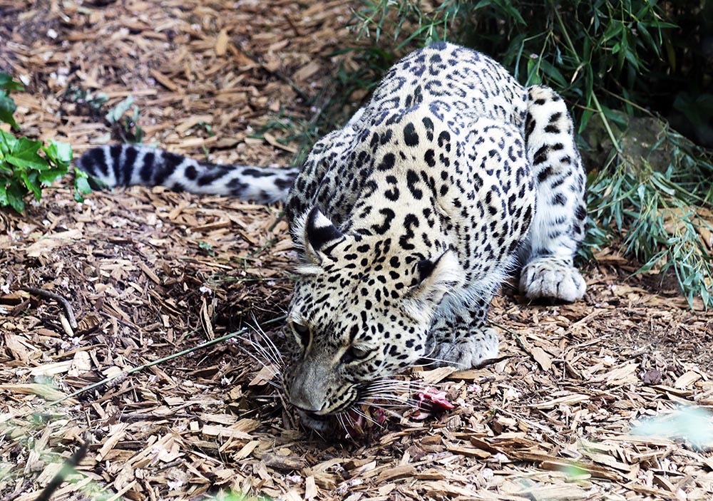 Leopard at lunch