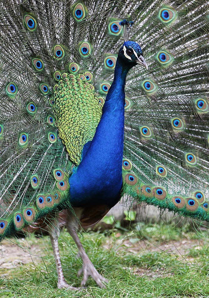 Peacock
