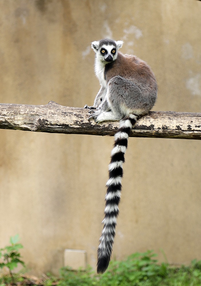 Lemur