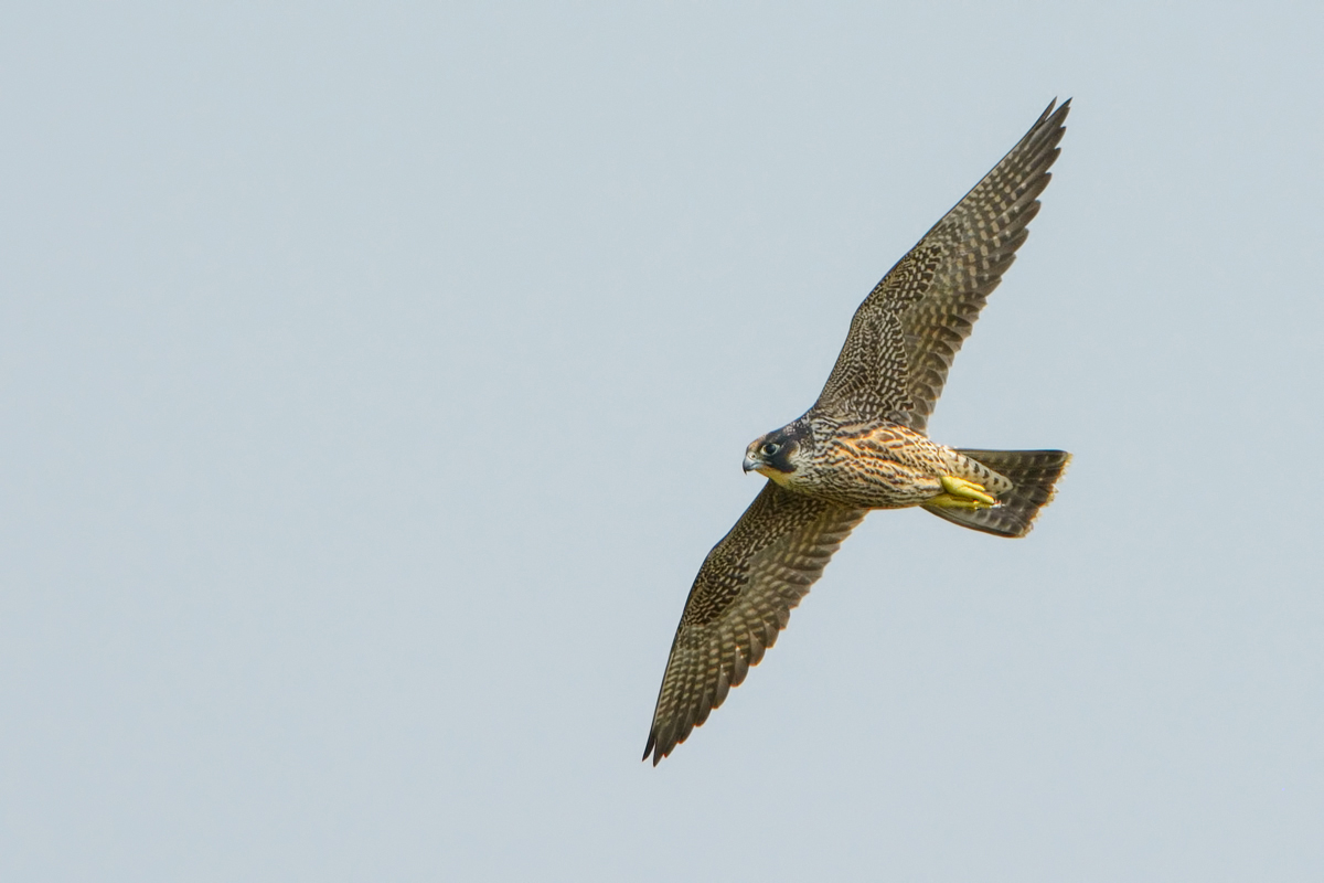 Peregrine falcon (falco peregrinus)