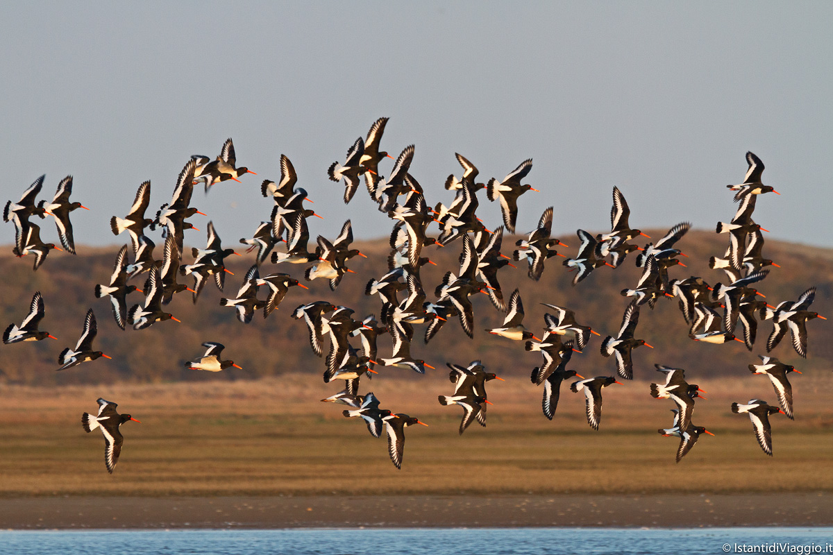 Stormo di Beccaccie di mare