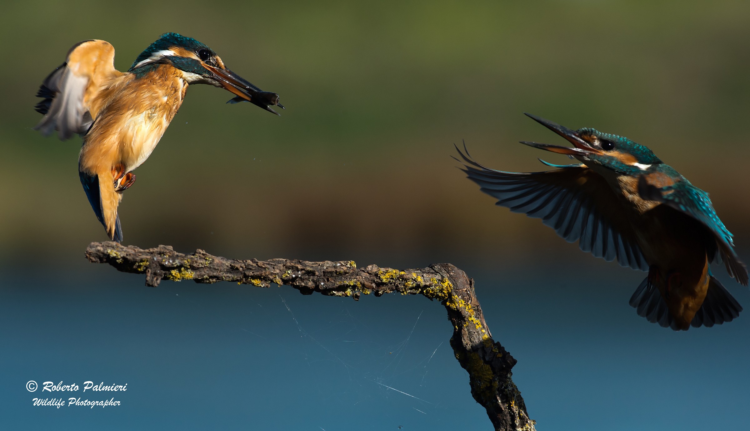 Aerial duel between females of Kingfisher