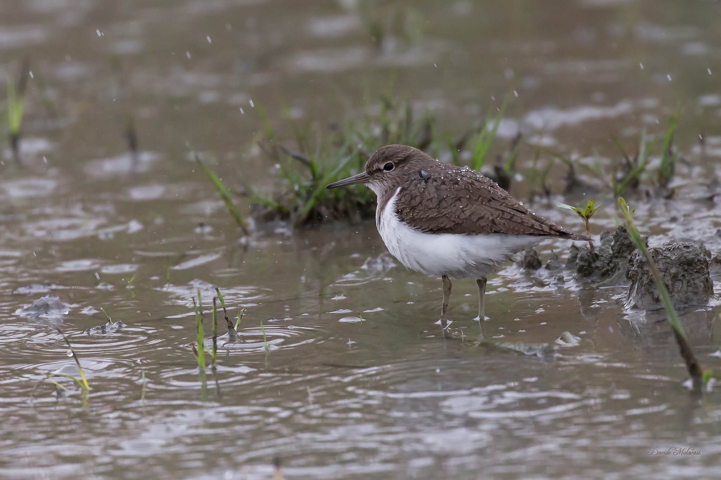 Piro Piro Piccolo . . sotto la pioggia