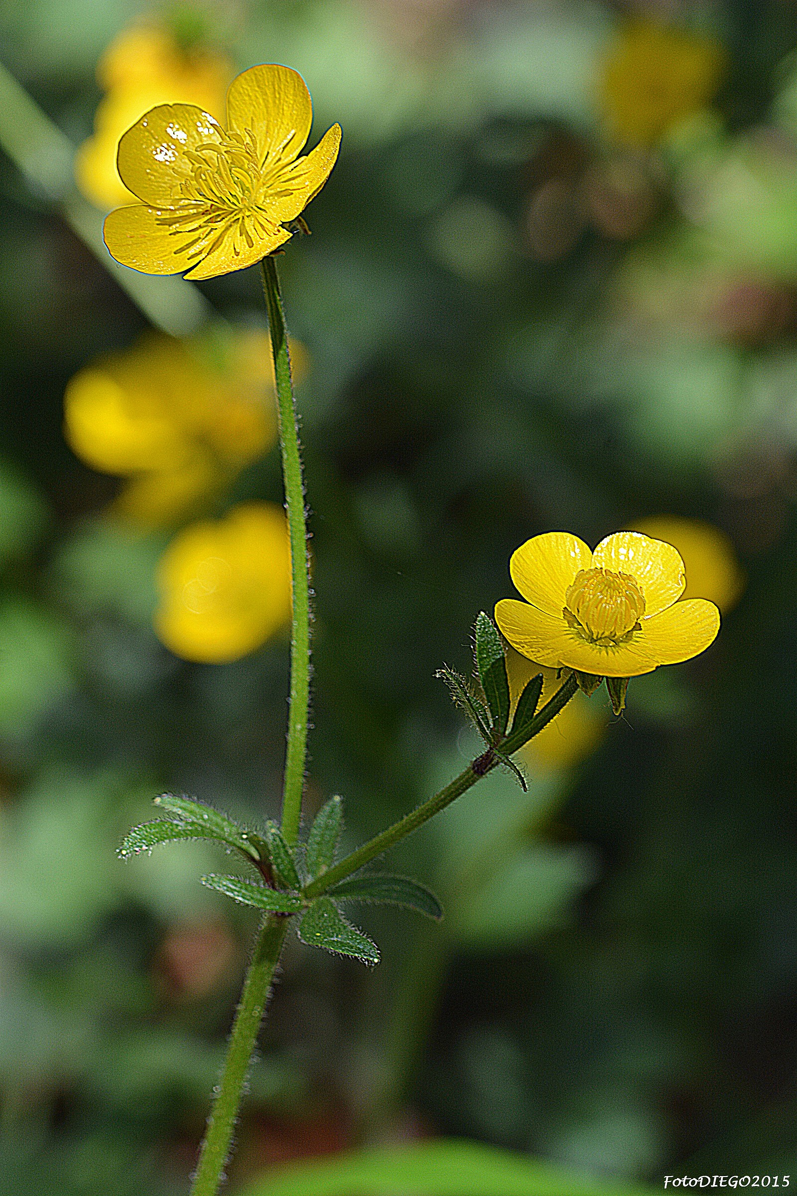 ranuncolo selvatico
