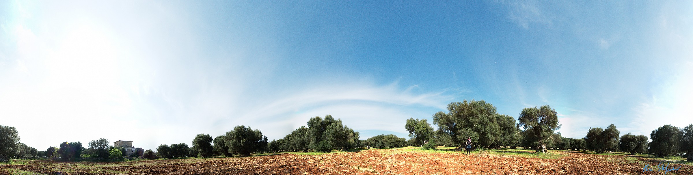 -salento- Uliveto ultracentenario