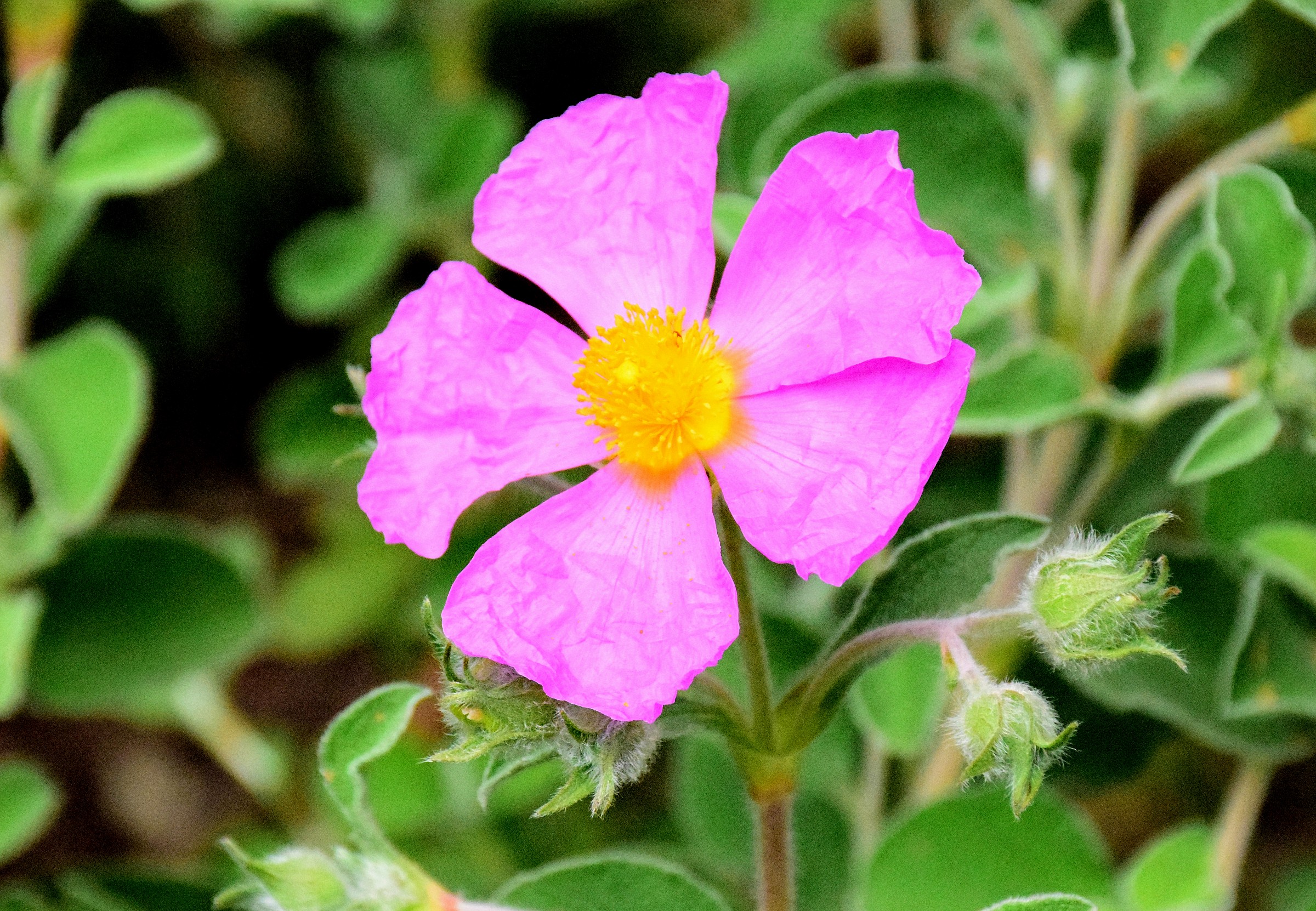 Flower Rockrose