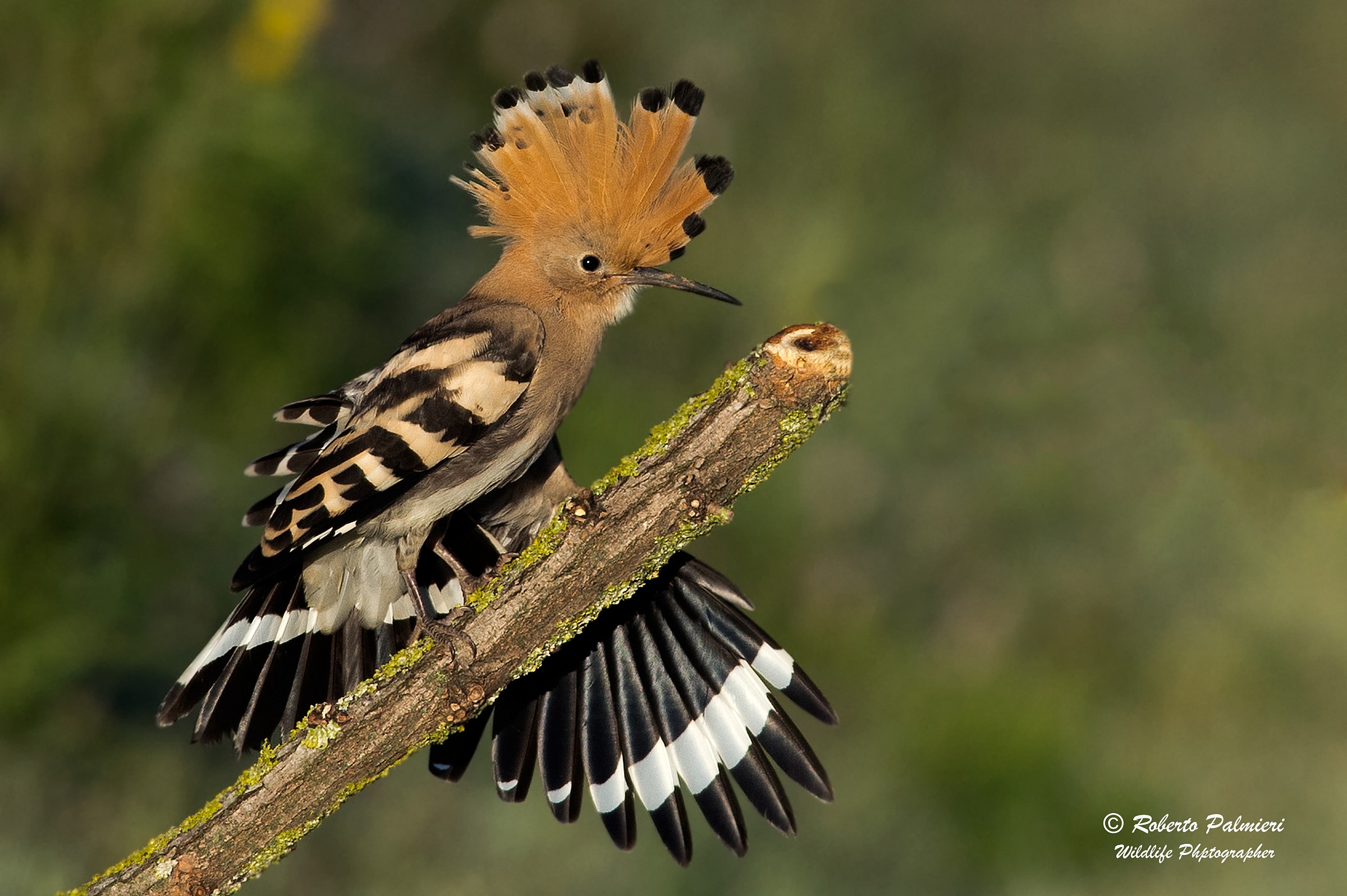 Hoopoe (Upupa epops)
