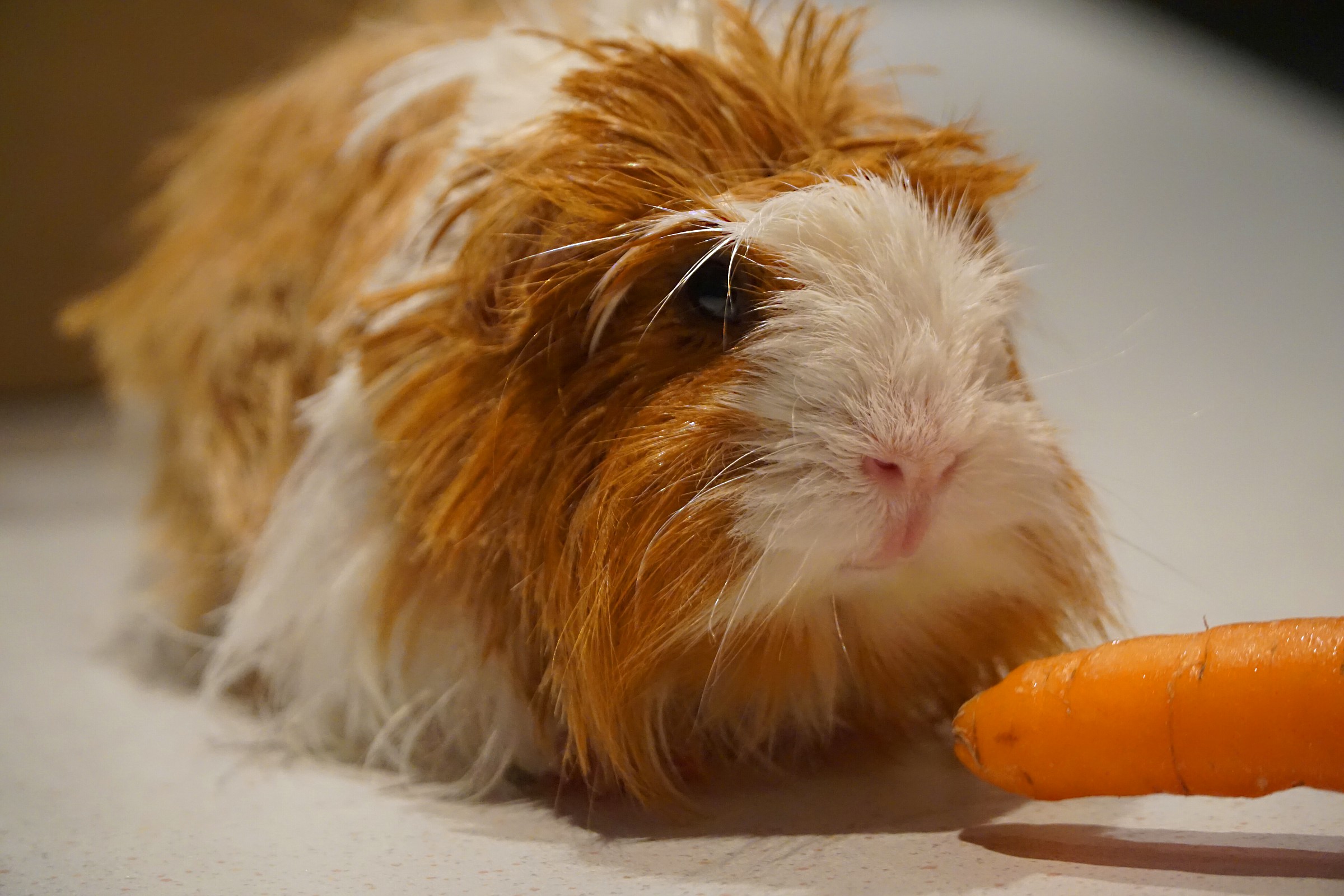 shampoo taglio e dolcetto...