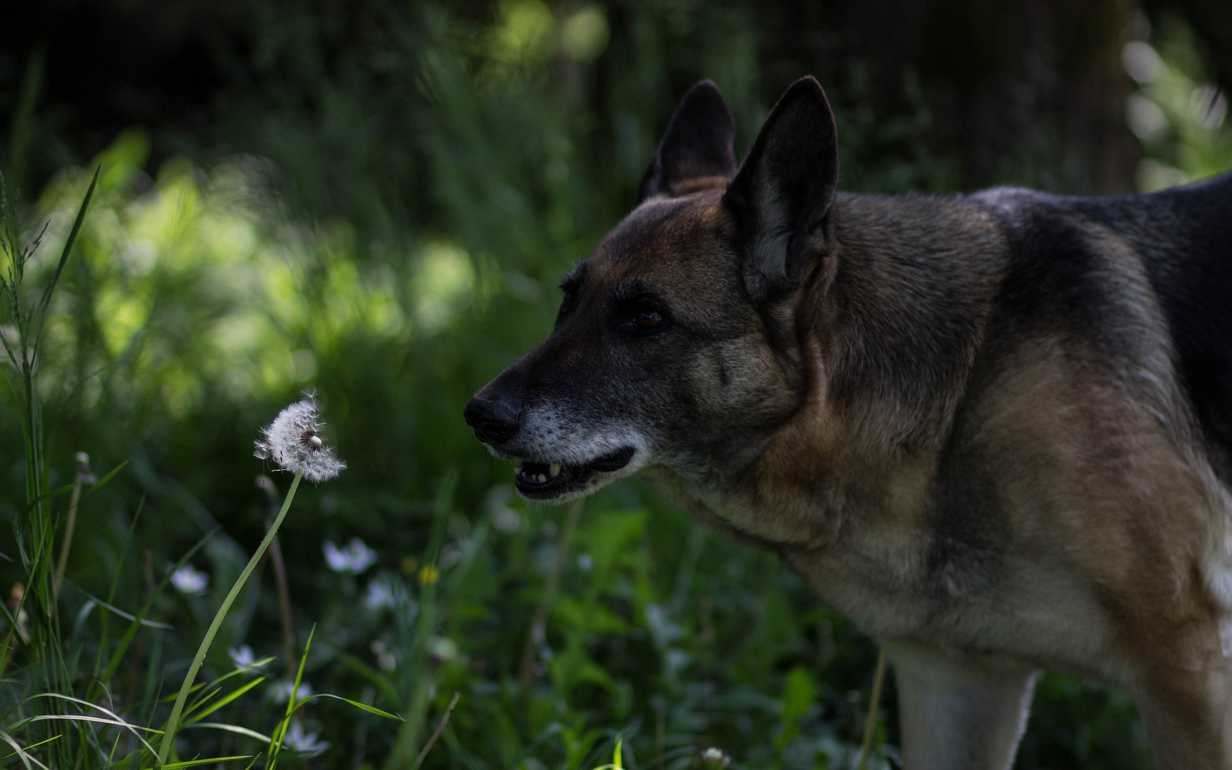giocando coi soffioni