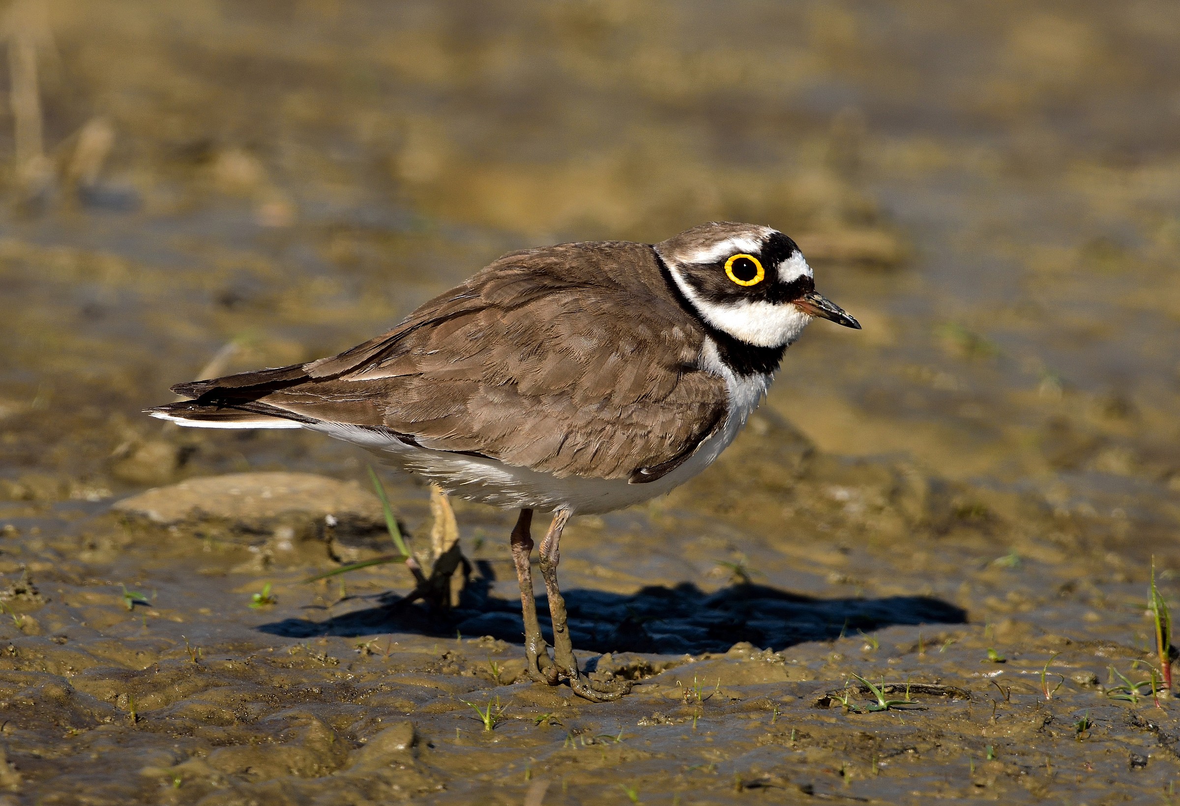 Little Ringed Plover