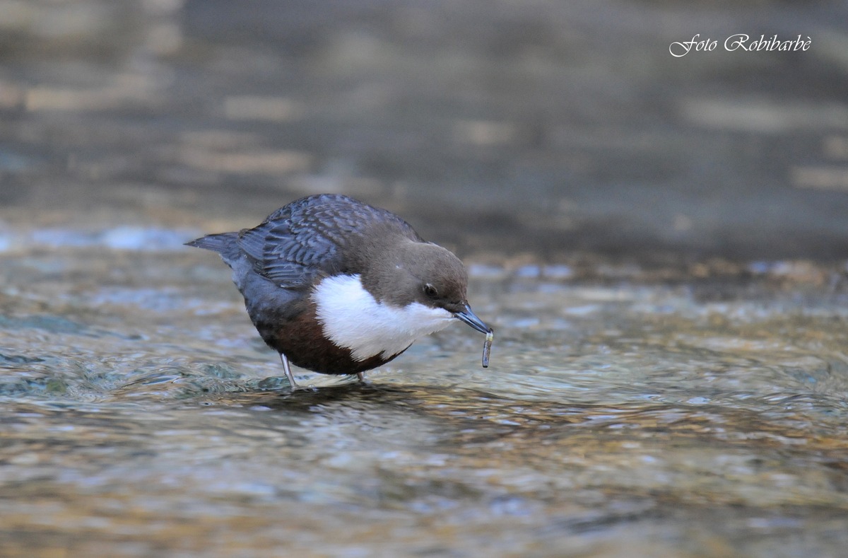 Limpide acque pescose....