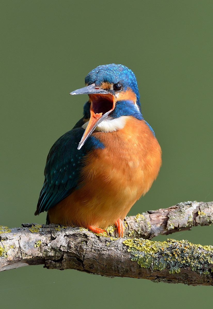 Kingfisher