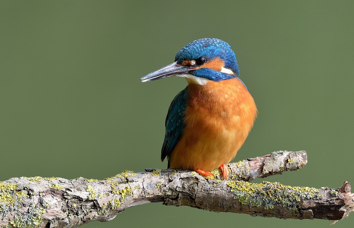Kingfisher