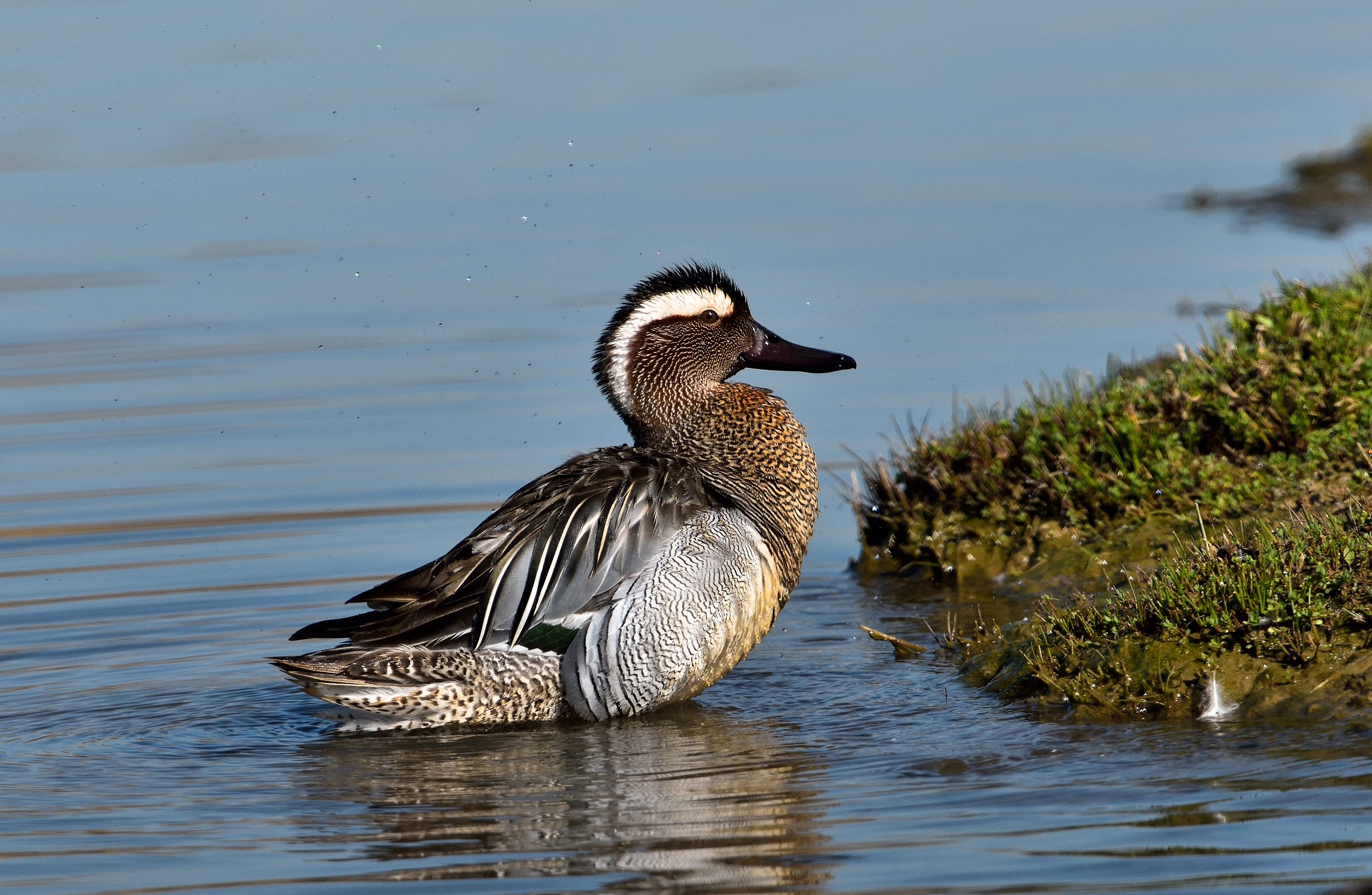 garganey male