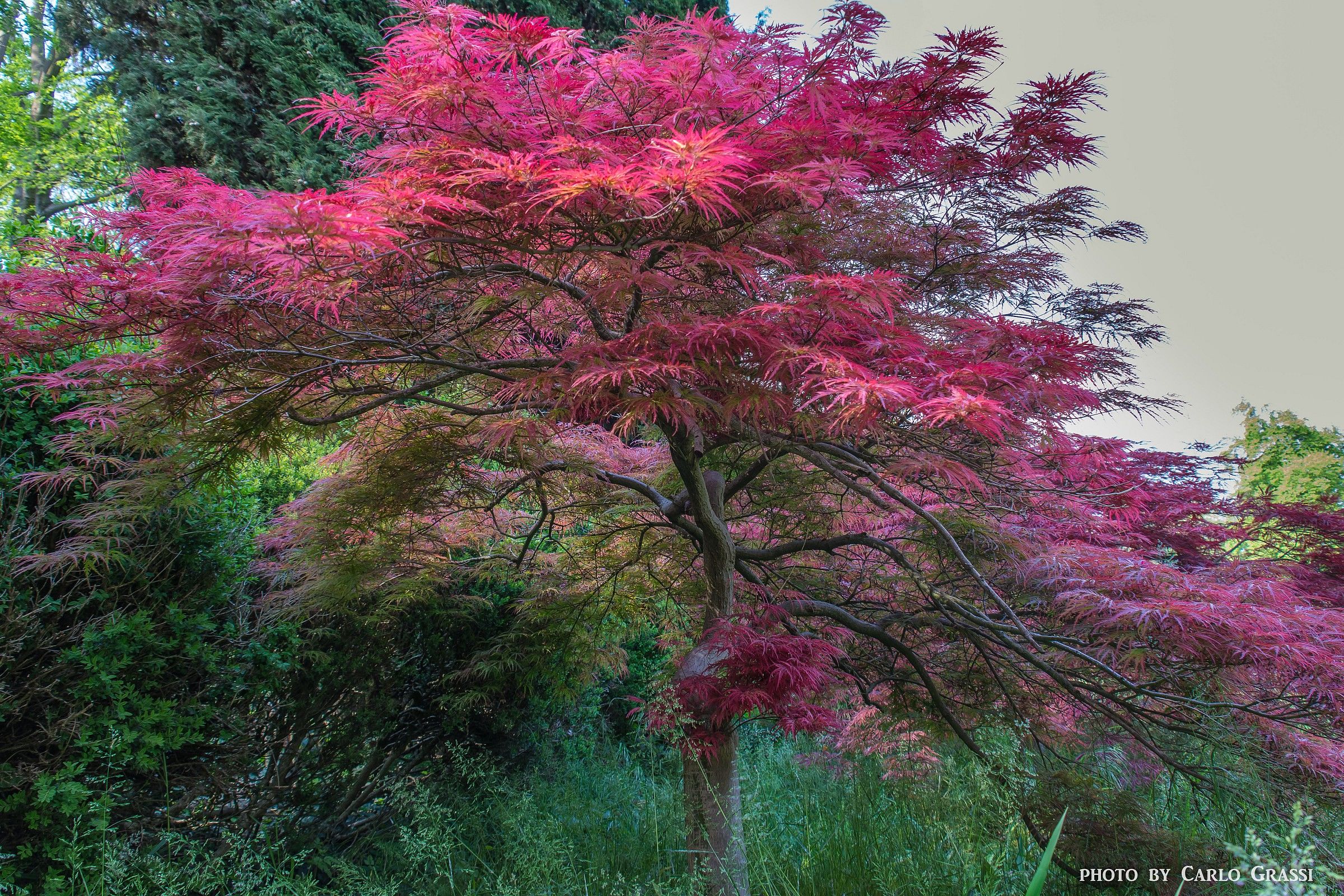 Sono solo un Acero...