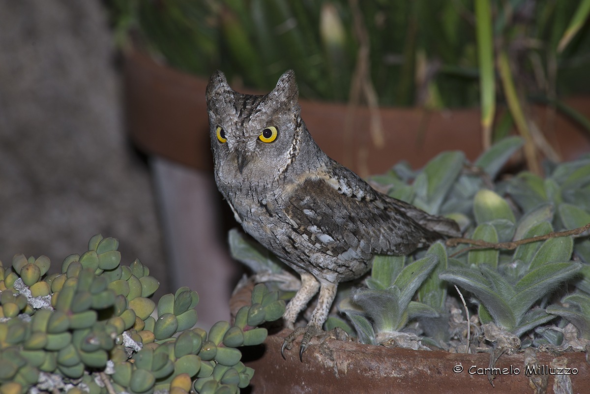 Assiolo a caccia tra i vasi di fiori _Otus scops_