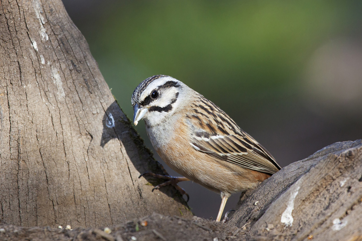 Rock Bunting female