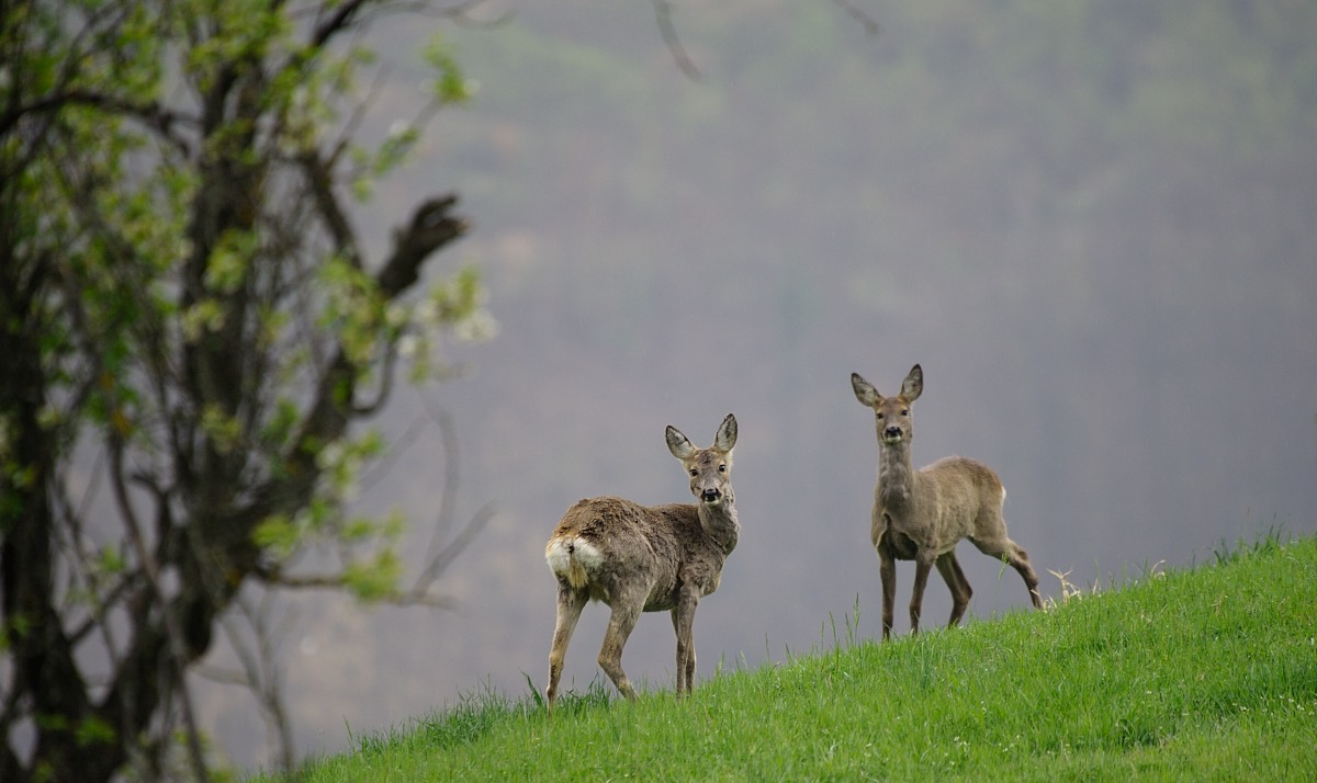 Pair of deer