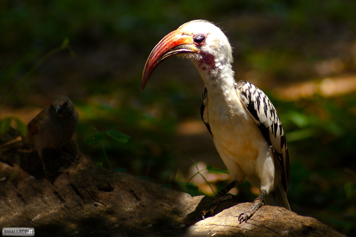 Hornbill - Kenya