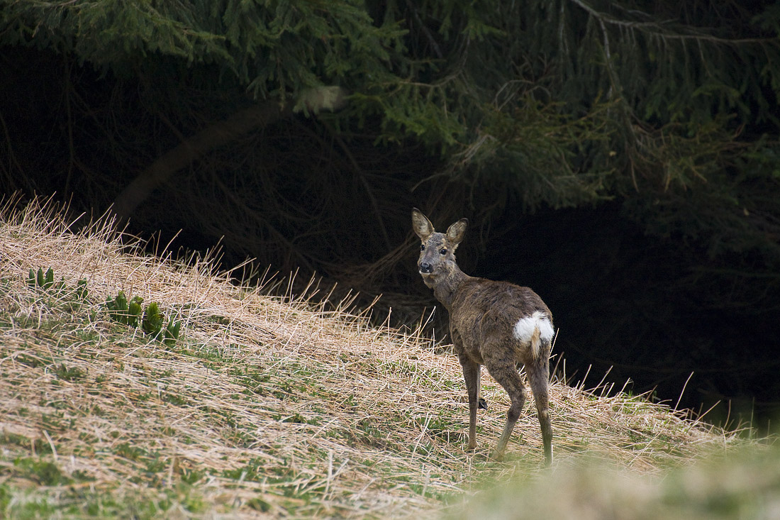 Capriolo a Malga Terrazzo