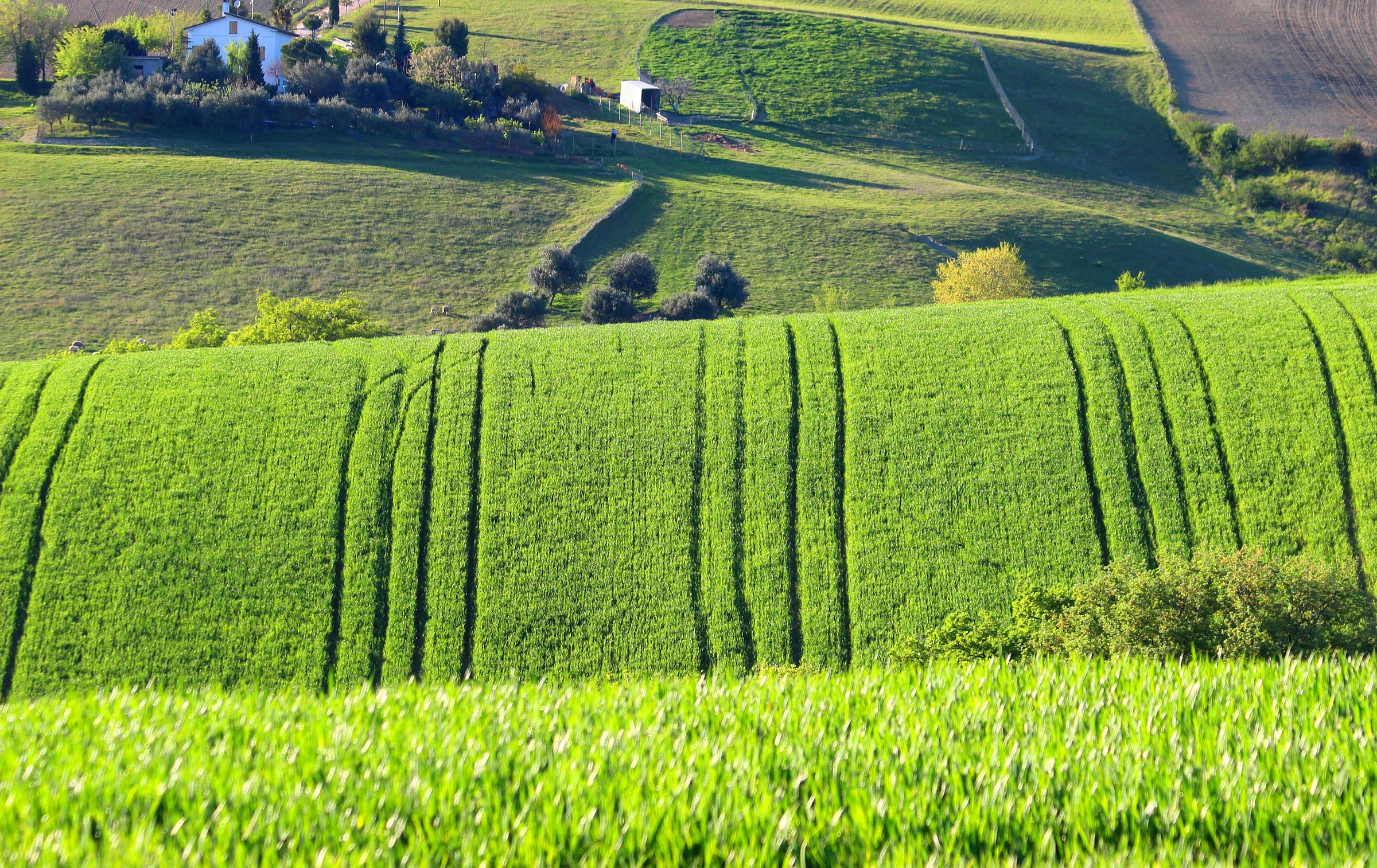 Carpet ... the Hills Maceratesi