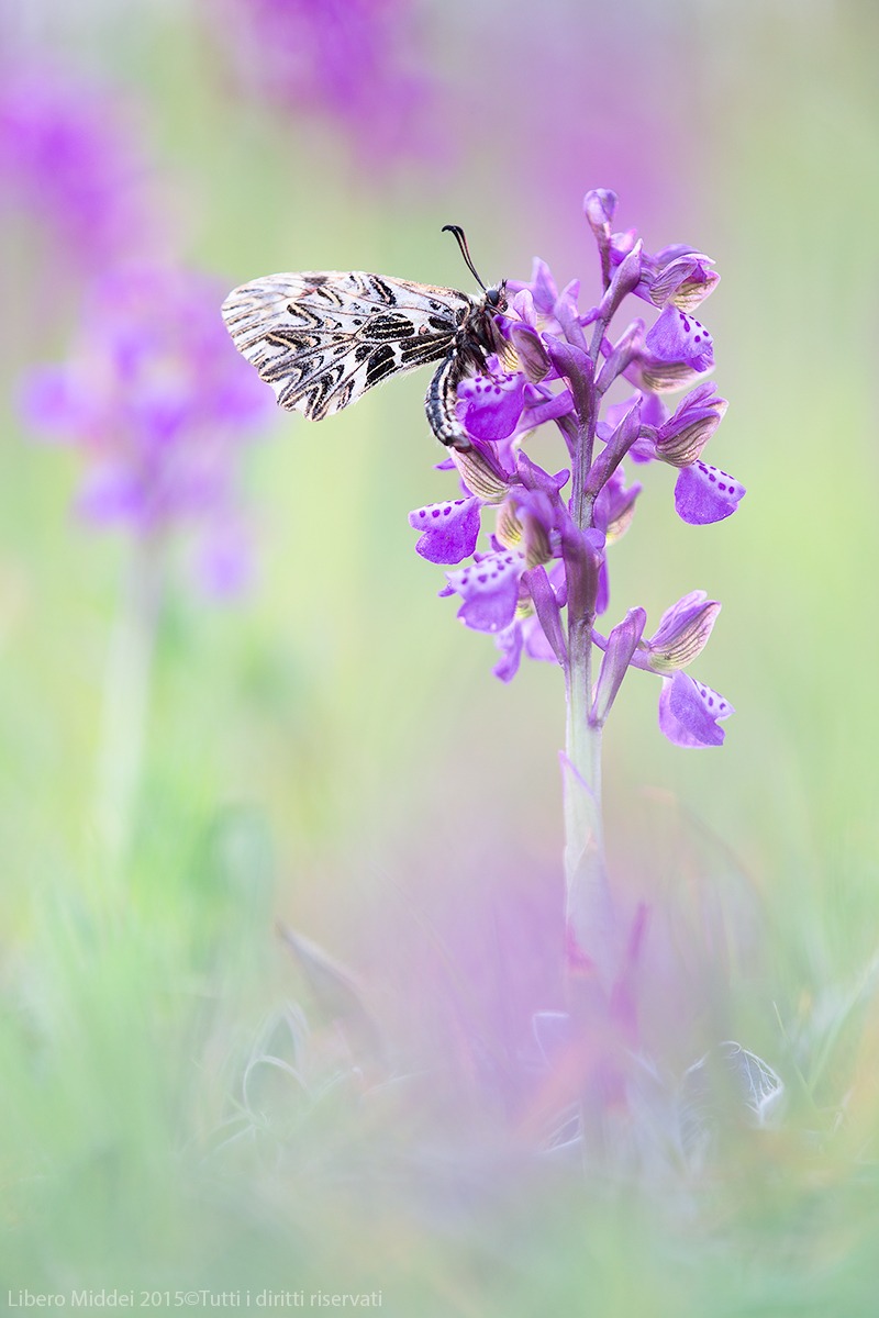 Anacamptis morio & Zerynthia cassandra