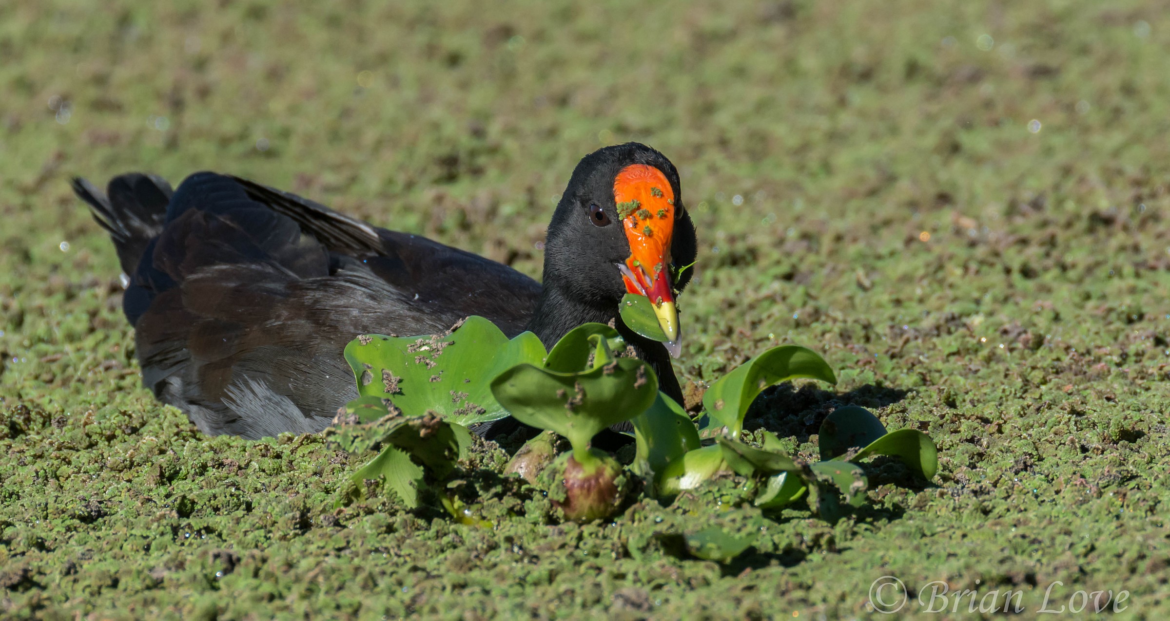 Dusky Moorhen
