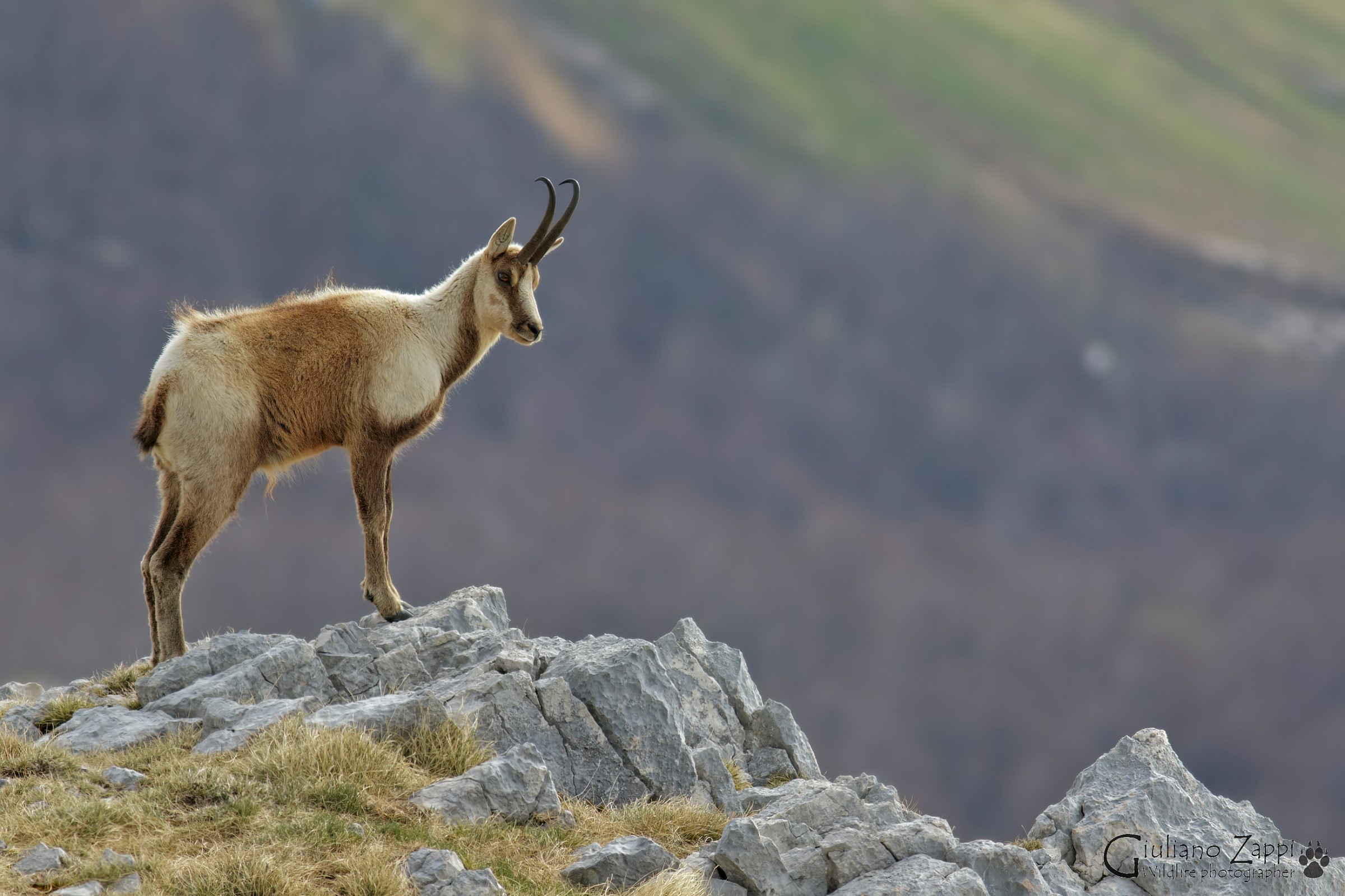 Ornata in controluce