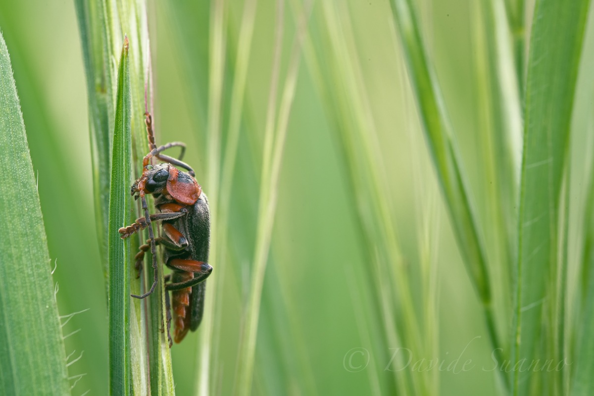 Beetle in the grass