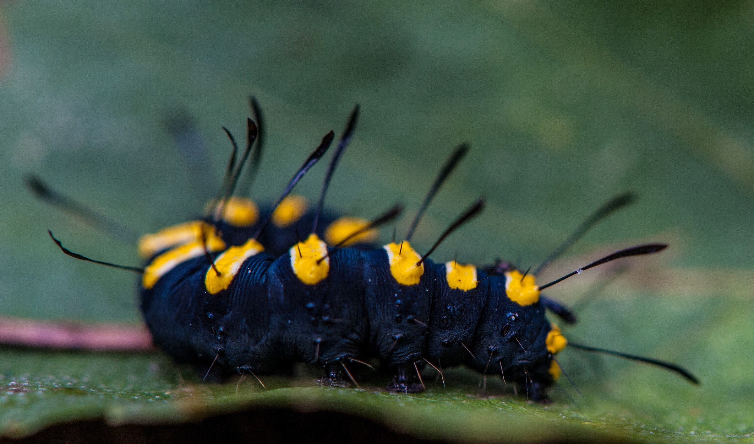 Caterpillar