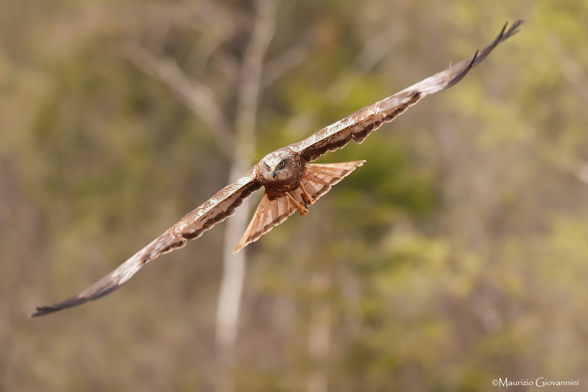 Marsh Harrier