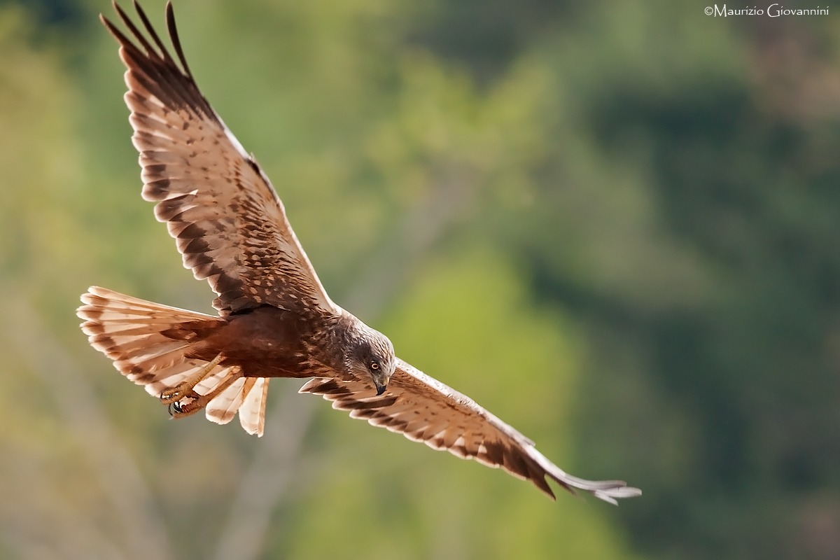 Marsh Harrier