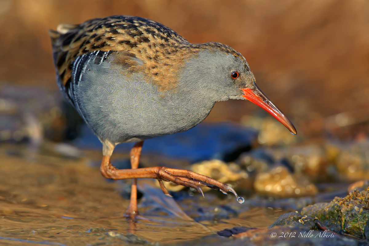 porciglione alla ricerca del cibo