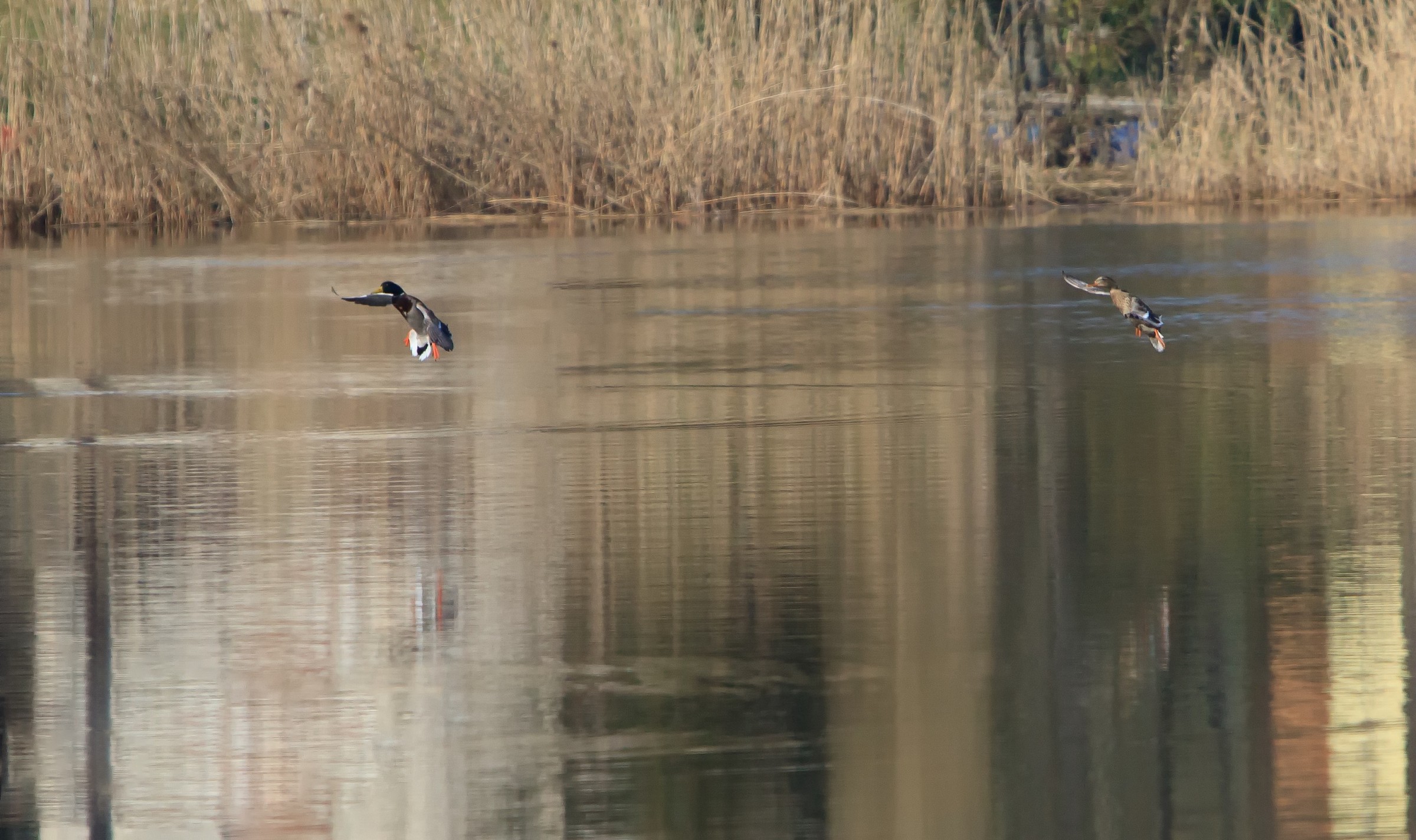 Germans in Imbersago