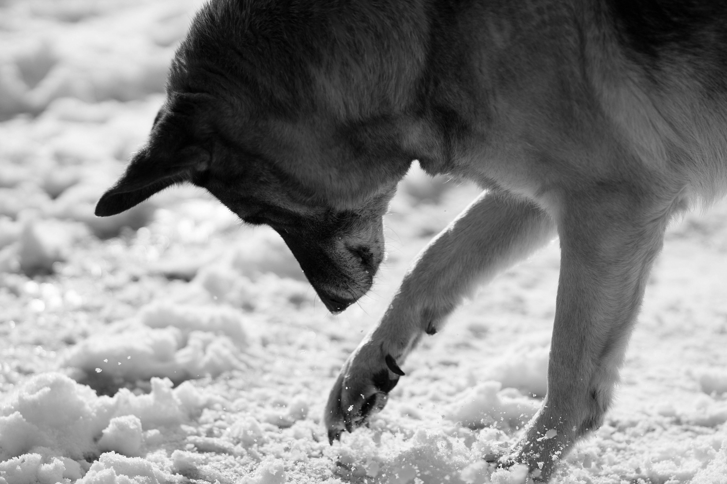 giocando con la neve..