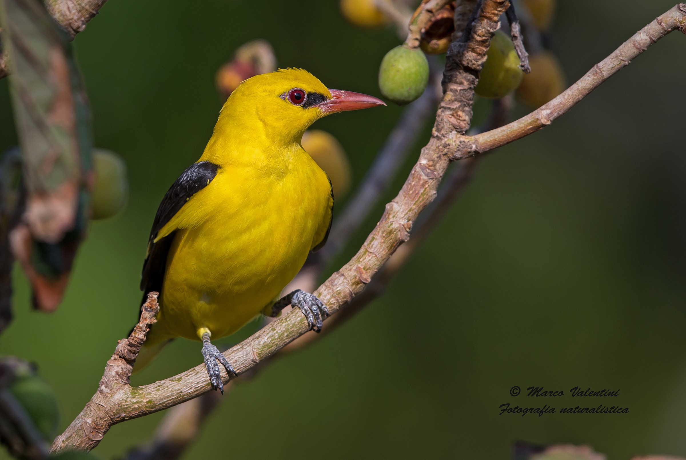 Finalmente il rigogolo