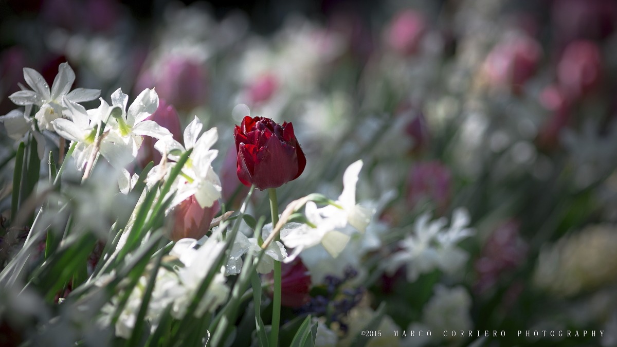 Trauttmansdorff Gardens