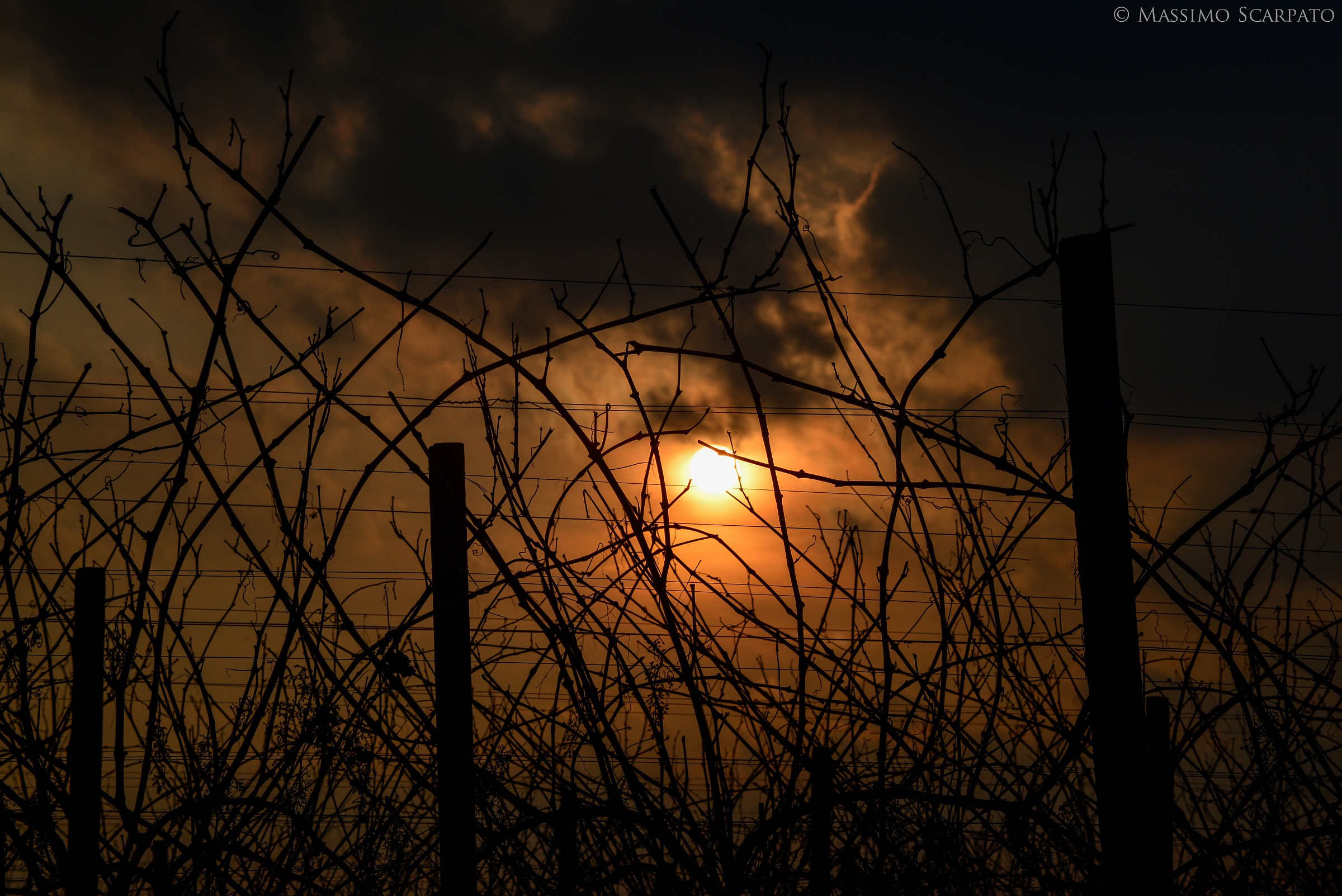Il sole si nasconde tra i rami
