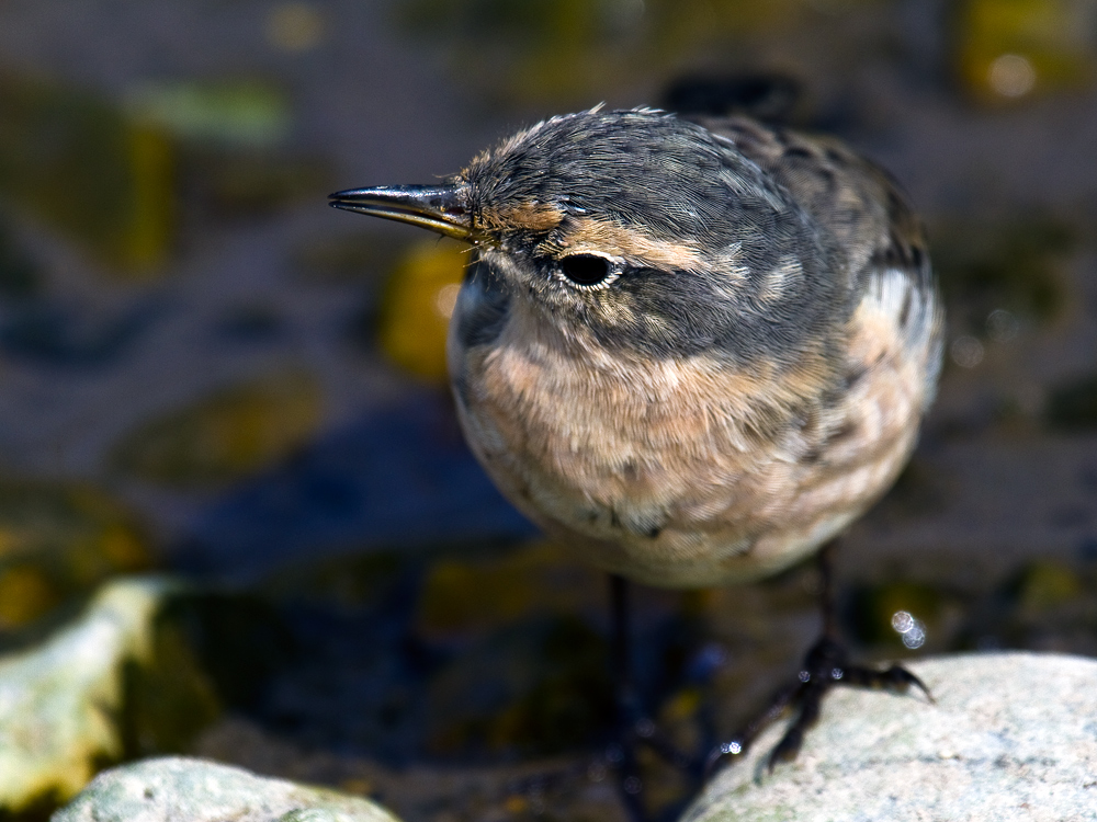 pipit