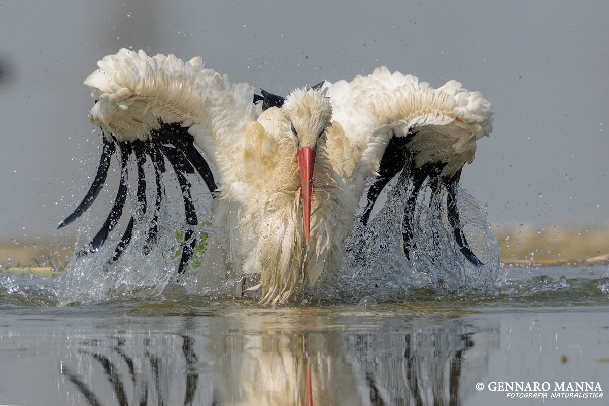 Cicogna bianca (Ciconia ciconia)