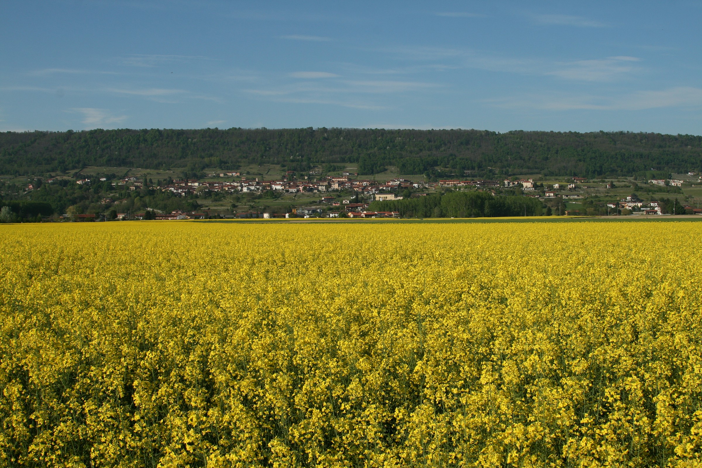 Campi di Colza a Piverone