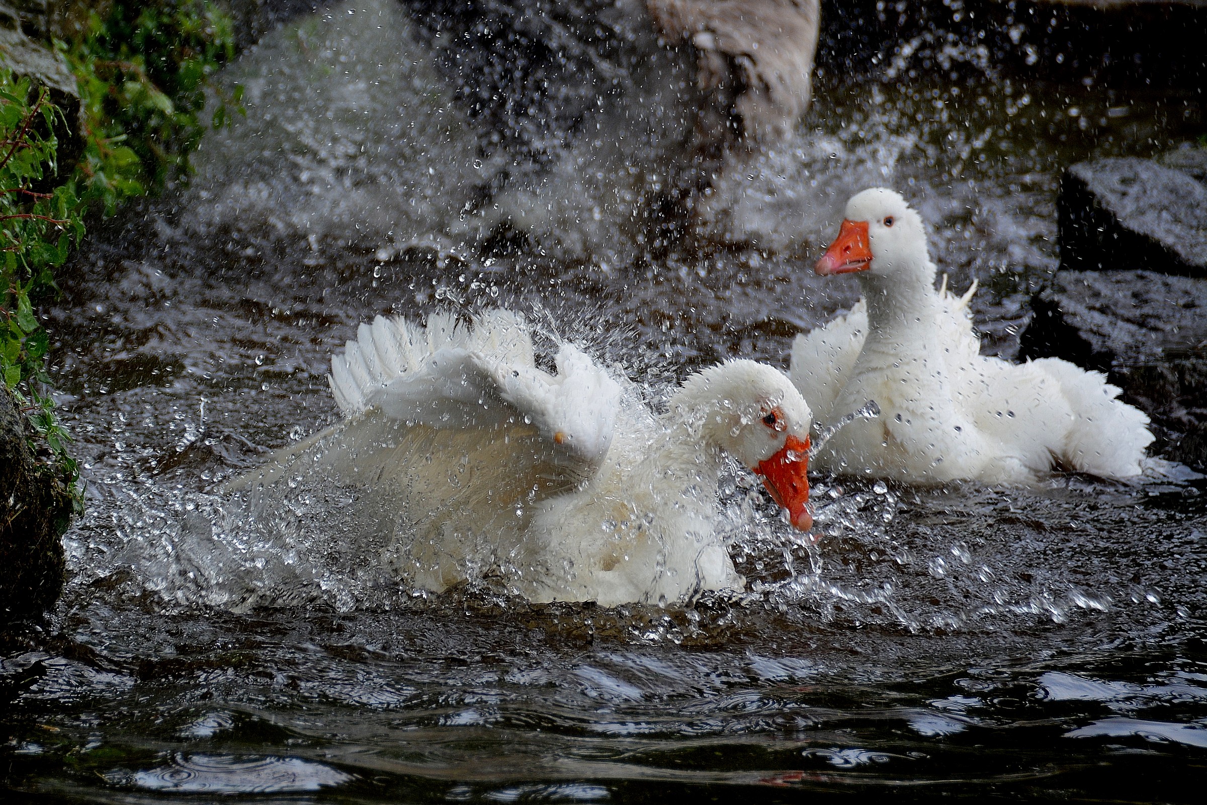 bathtime geese