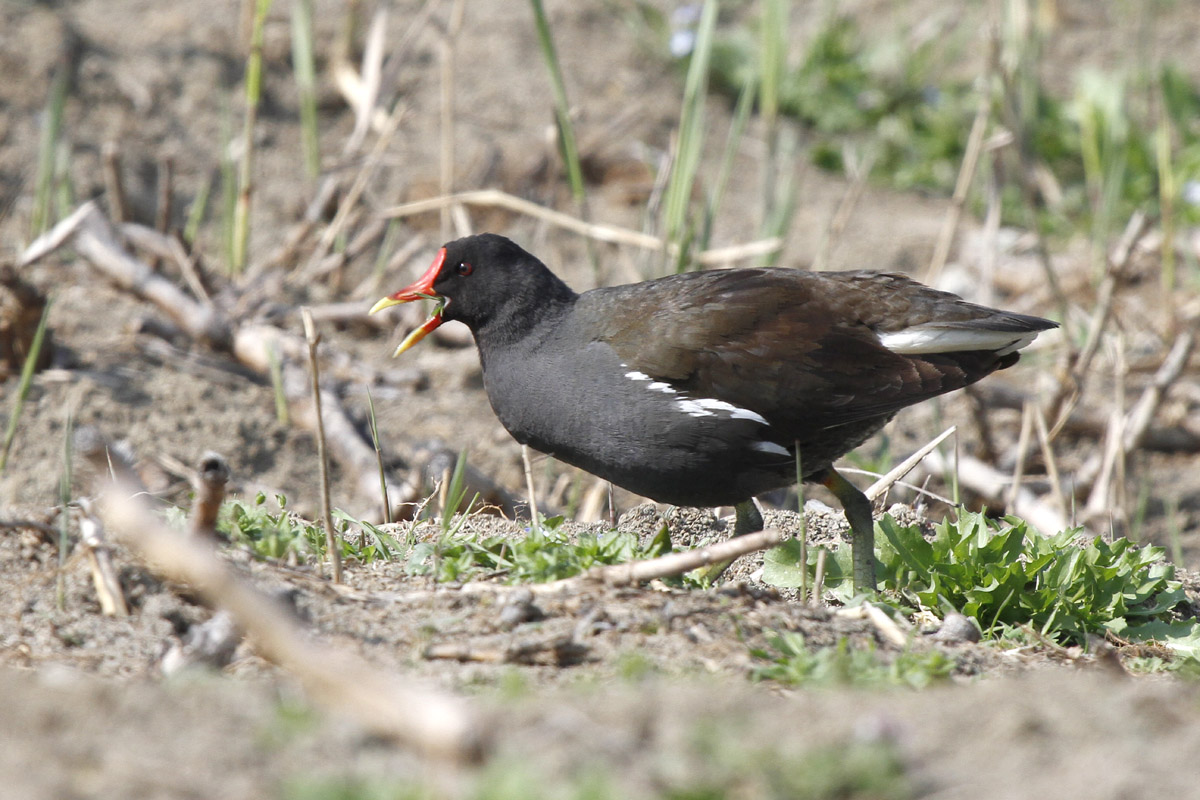Moorhen