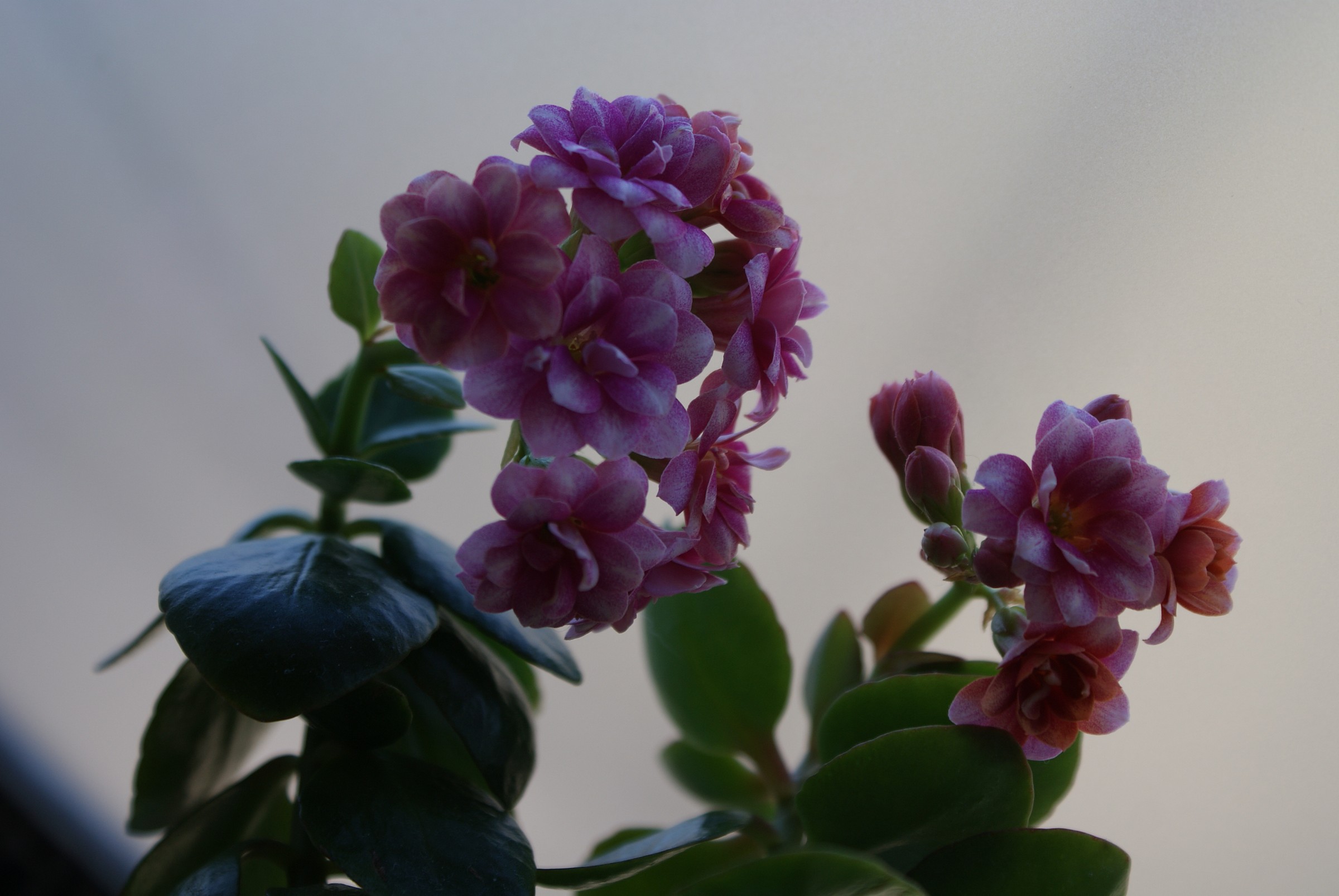 fiori di kalanchoe