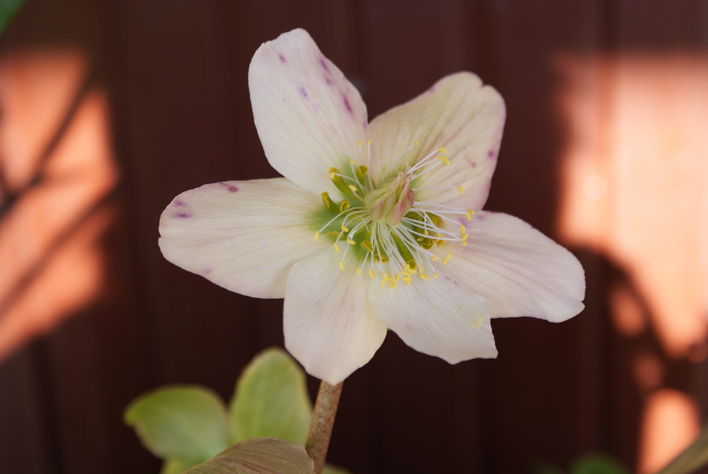 helleborus niger