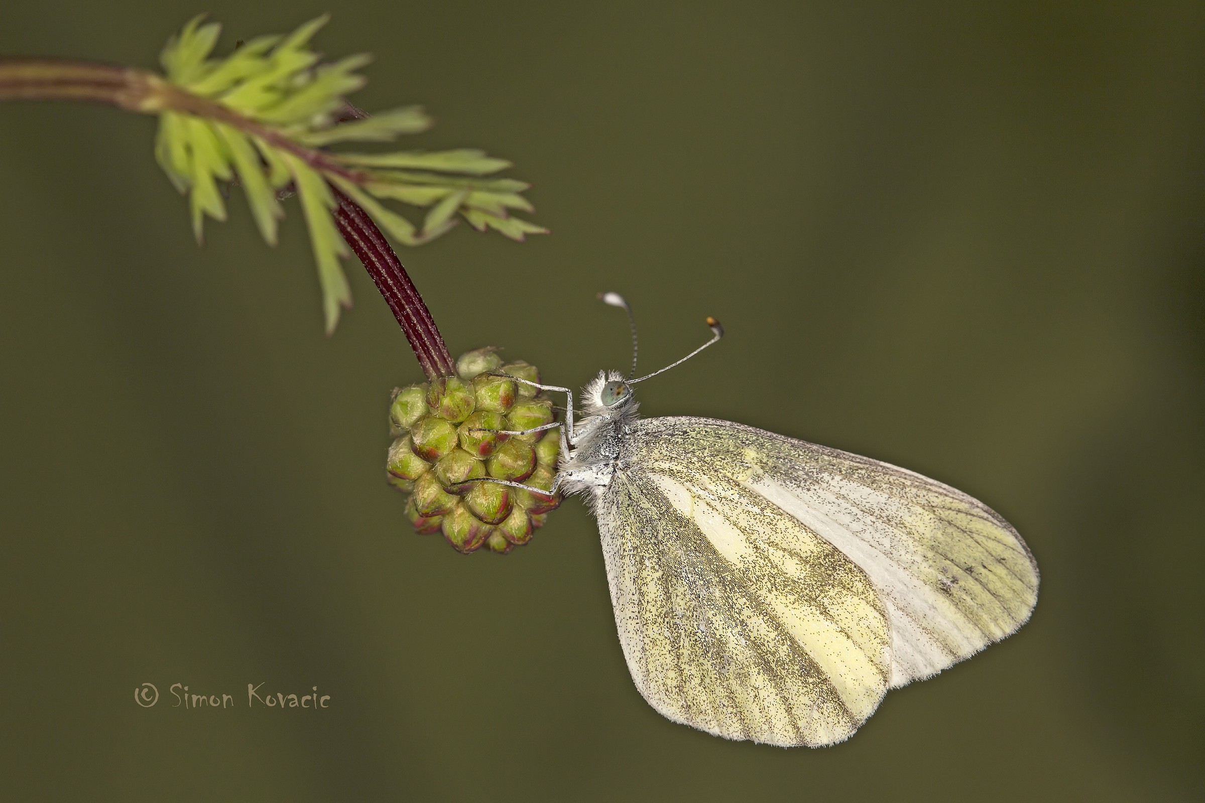 Wood white (Leptidea sinapis / real)