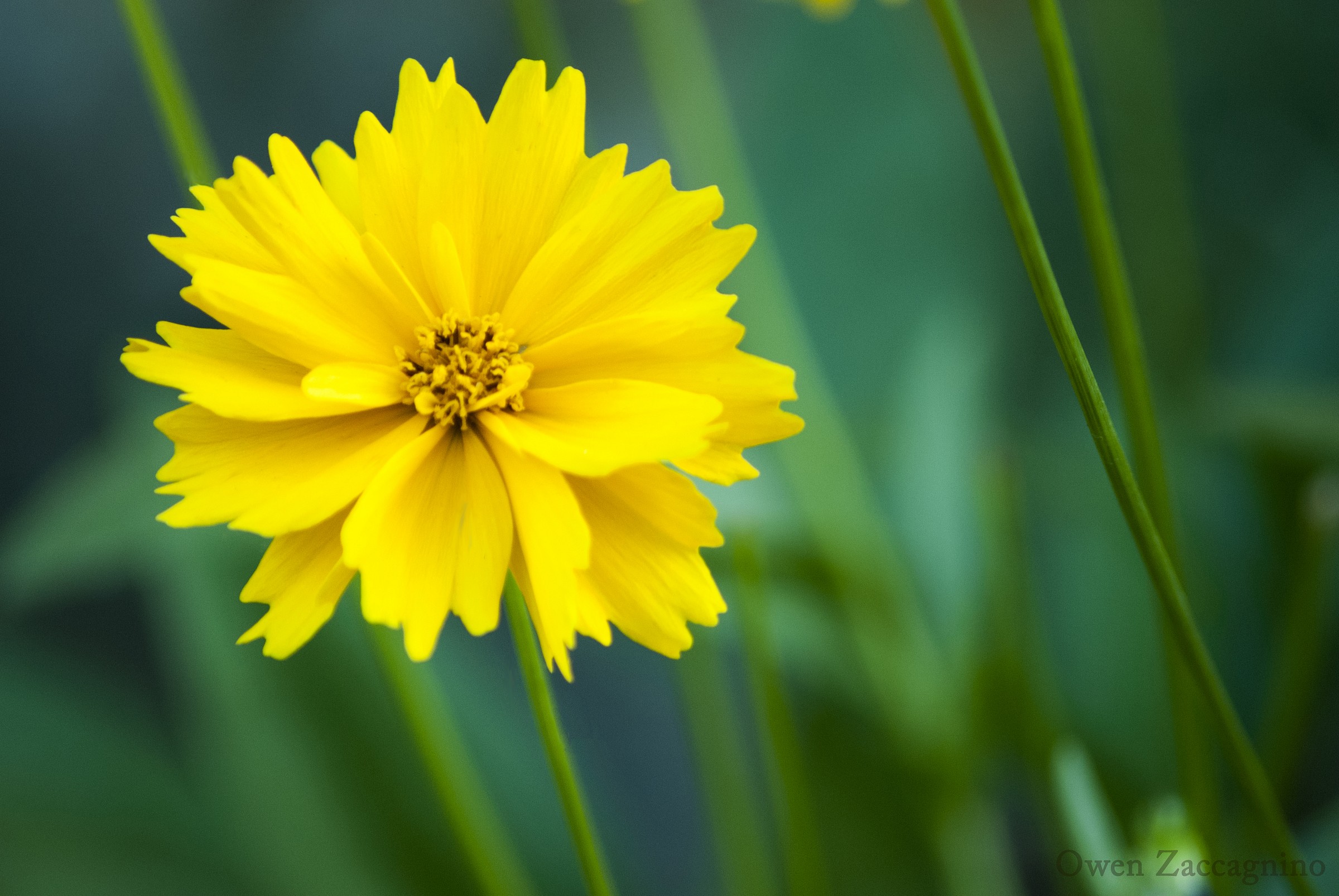 Coreopsis Grandiflora
