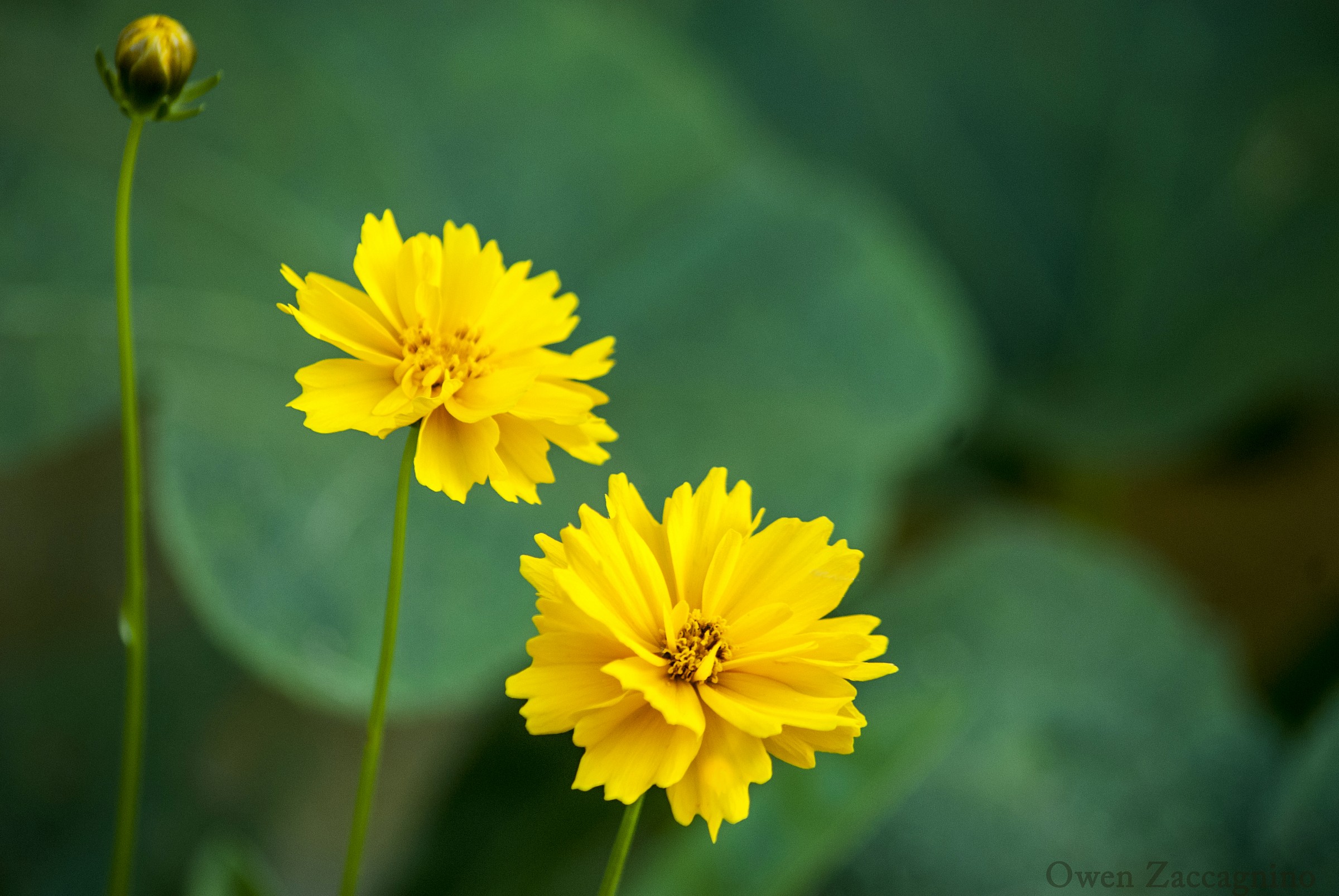 Coreopsis Grandiflora